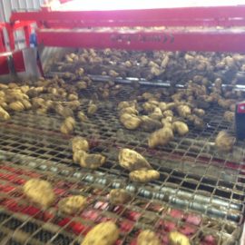 High Quality Potato Processing for Bayard Distribution
