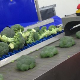 Tong trims handling time for Broccoli processors