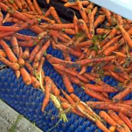 Tri & Manutention de carottes