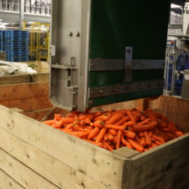 Tri & Manutention de carottes