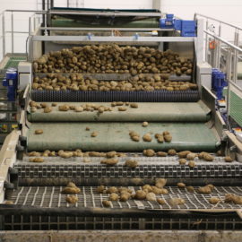 Tri & Manutention de patates